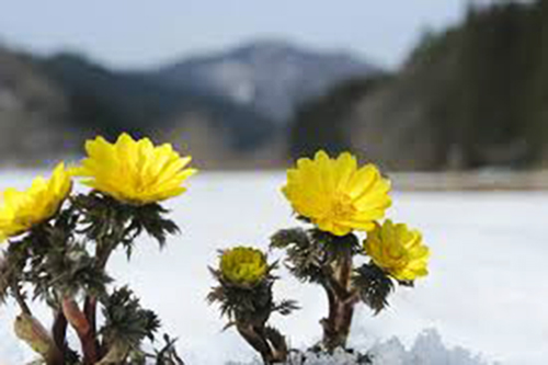 2月雪山の花.jpg
