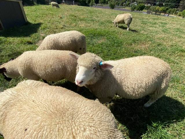 ラベンダーファームの羊.jpg